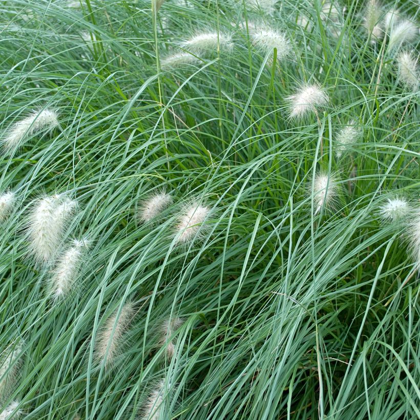 Pennisetum alopecuroides Piglet (Folhagem)