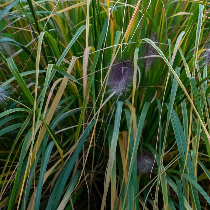 Pennisetum alopecuroides Red Head (Folhagem)