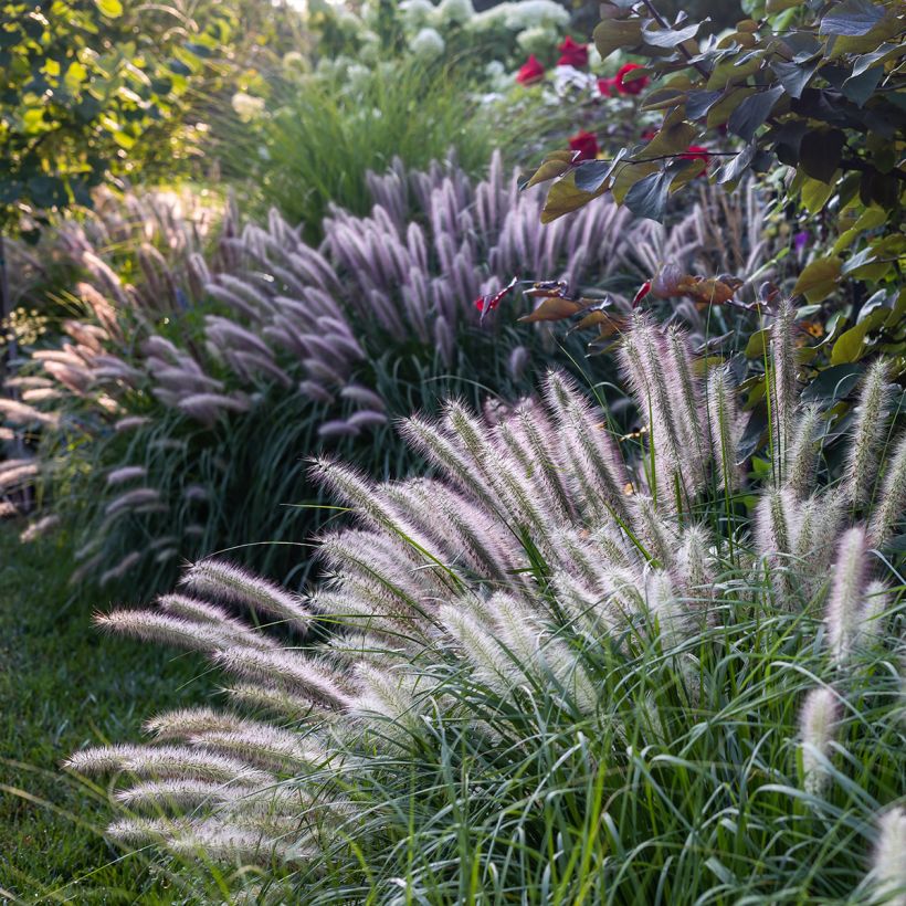 Pennisetum alopecuroides Red Head (Hábito)