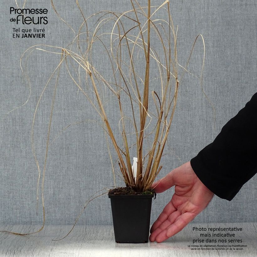 Amostra de Pennisetum alopecuroides Red Head Vaso de 8/9 cm tal como entregue no inverno