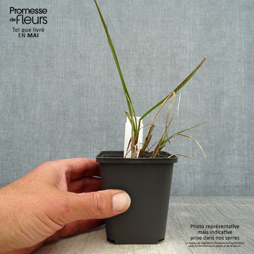 Amostra de Pennisetum alopecuroides Red Head Vaso de 8/9 cm tal como entregue na primavera