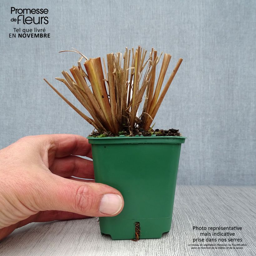 Amostra de Pennisetum alopecuroides f. viridescens Vaso de 8/9 cm tal como entregue no outono