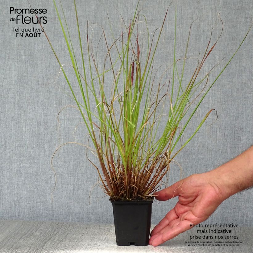 Amostra de Pennisetum alopecuroides f. viridescens Vaso de 8/9 cm tal como entregue no verão