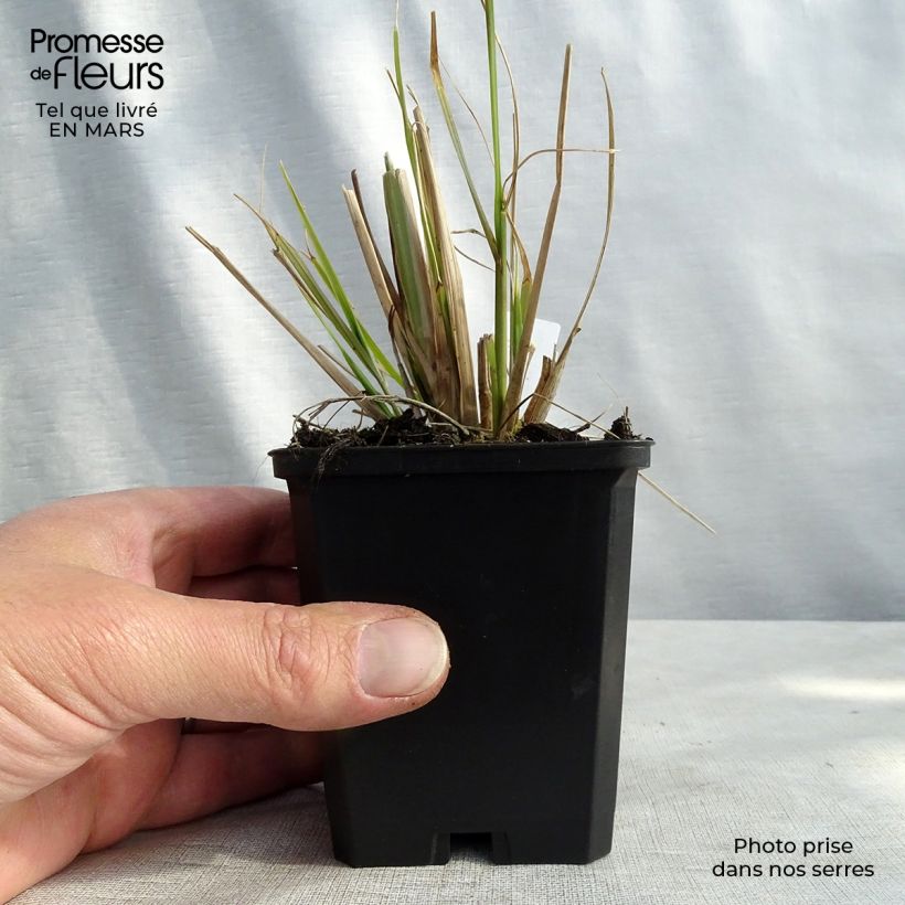 Amostra de Pennisetum alopecuroïdes f. viridescens - Herbe aux écouvillons Vaso de 8/9 cm tal como entregue no inverno