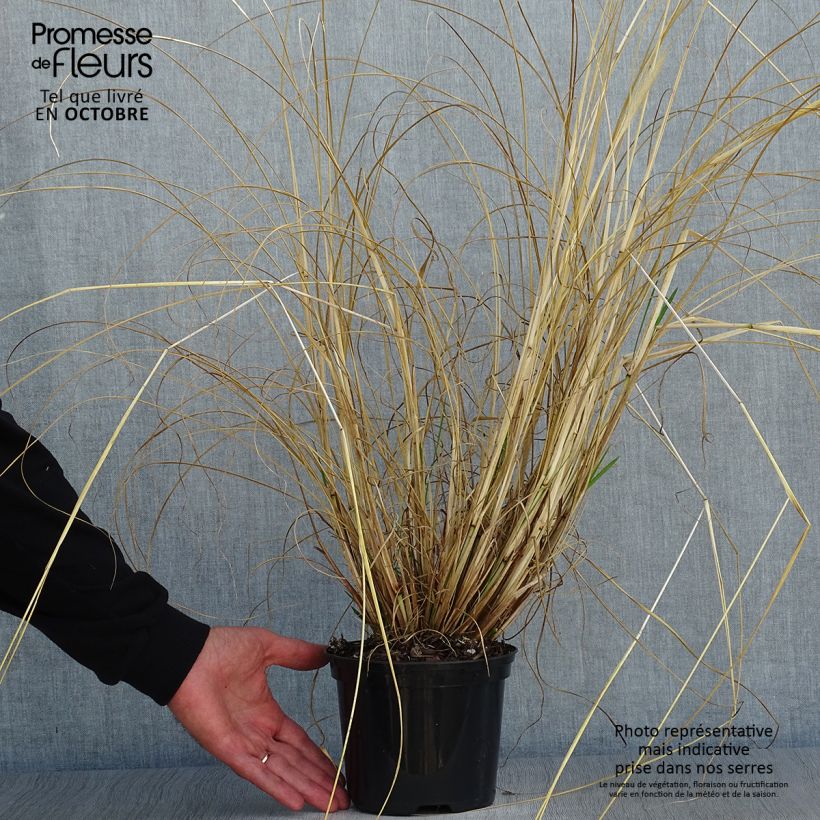 Amostra de Pennisetum alopecuroides f. viridescens Vaso de 2 L/3 L tal como entregue no outono