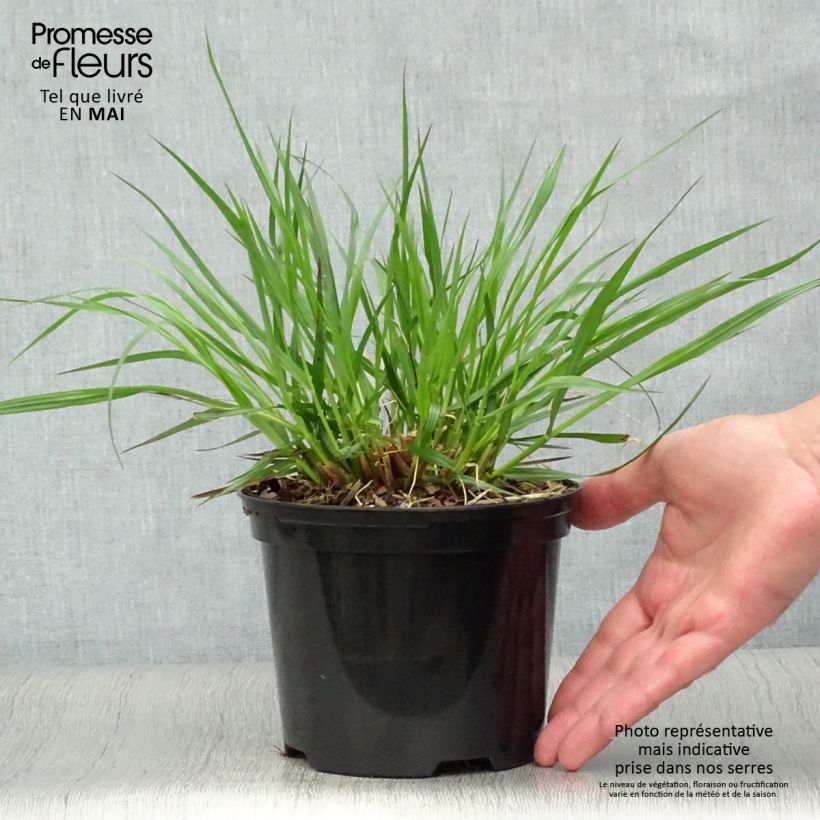 Amostra de Pennisetum alopecuroides f. viridescens Vaso de 2 L/3 L tal como entregue na primavera