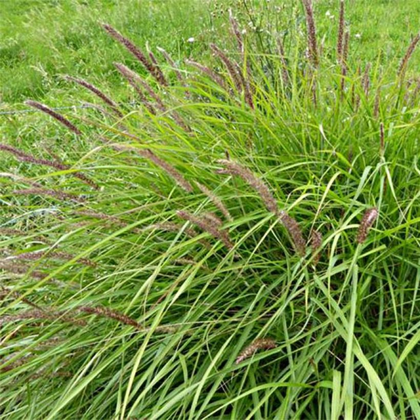 Pennisetum incomptum (Floração)