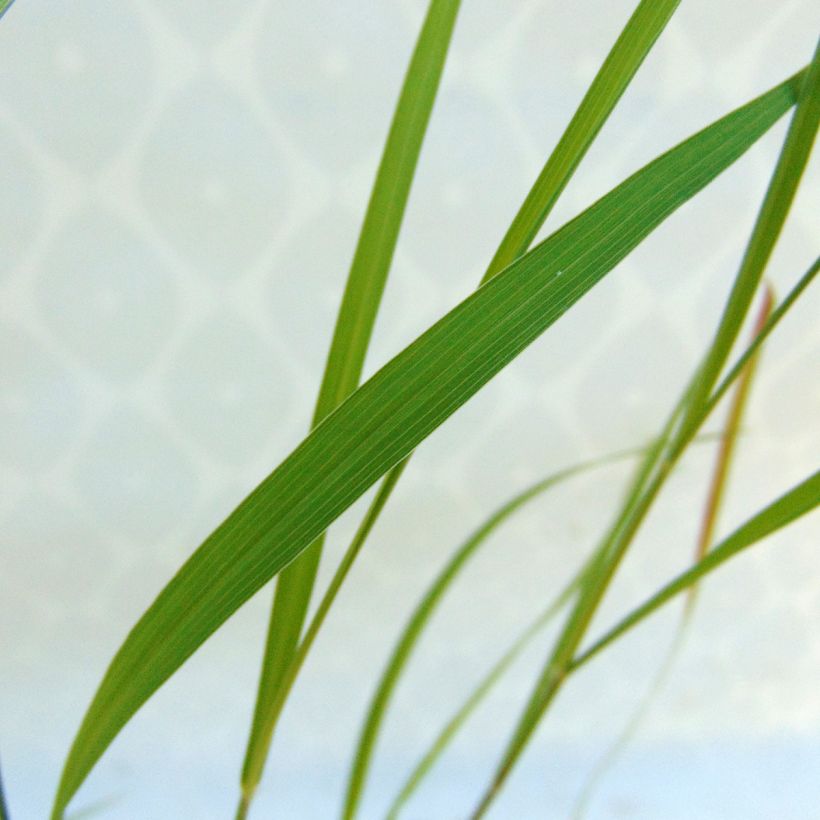 Pennisetum incomptum (Folhagem)