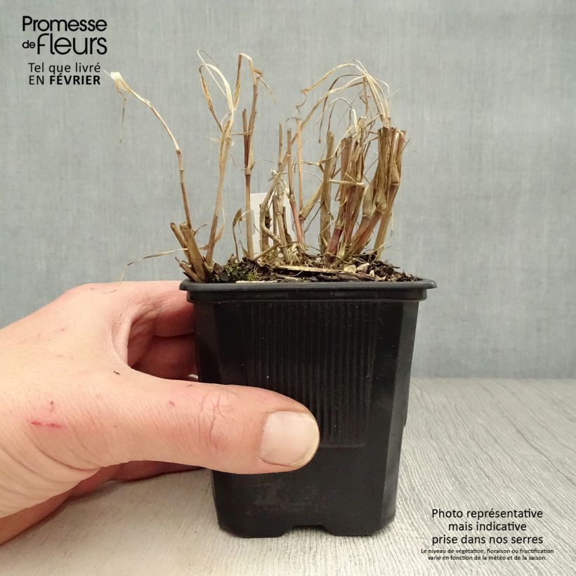 Amostra de Pennisetum incomptum Vaso de 8/9 cm tal como entregue no inverno