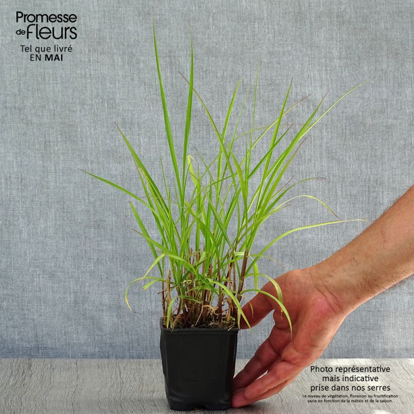 Amostra de Pennisetum incomptum Vaso de 8/9 cm tal como entregue na primavera