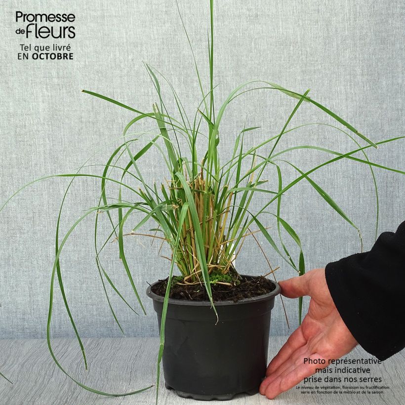 Amostra de Pennisetum macrourum Vaso de 2 L/3 L tal como entregue no outono