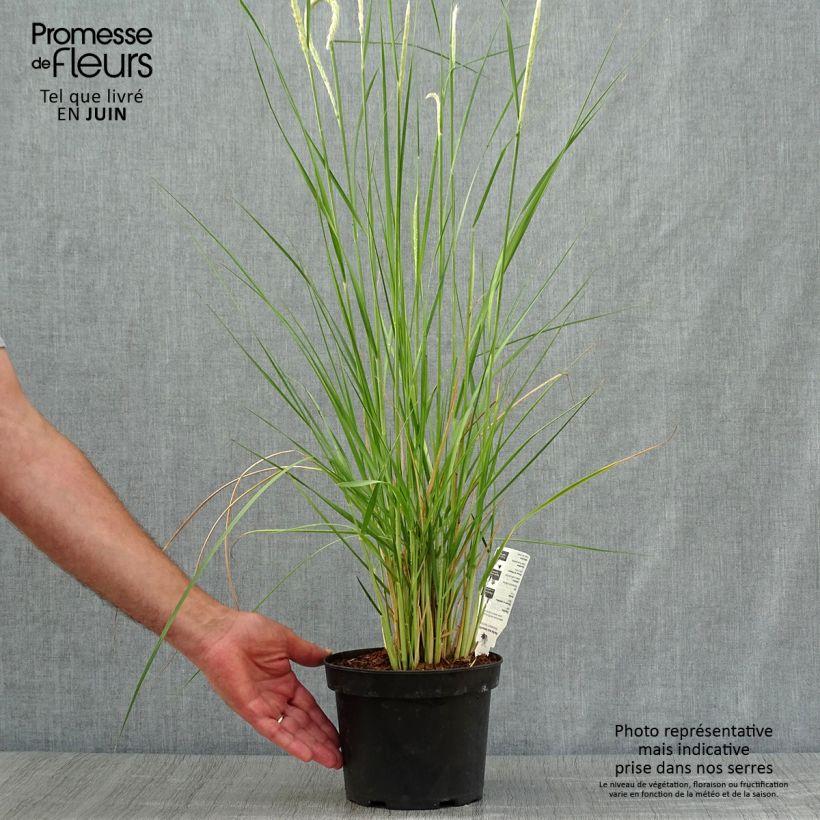 Amostra de Pennisetum macrourum Vaso de 2 L/3 L tal como entregue no verão