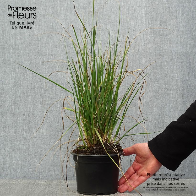 Amostra de Pennisetum macrourum Vaso de 2 L/3 L tal como entregue na primavera