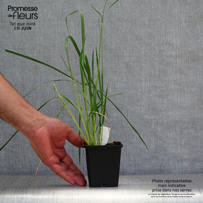 Amostra de Pennisetum macrourum Vaso de 8/9 cm tal como entregue no verão