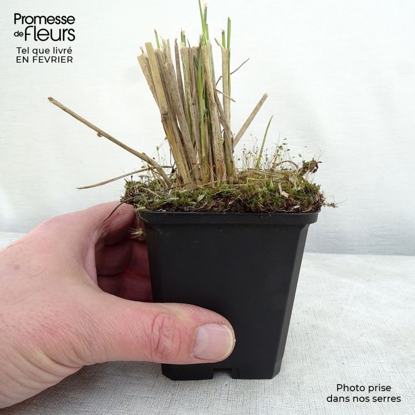 Amostra de Pennisetum macrourum Vaso de 8/9 cm tal como entregue no inverno