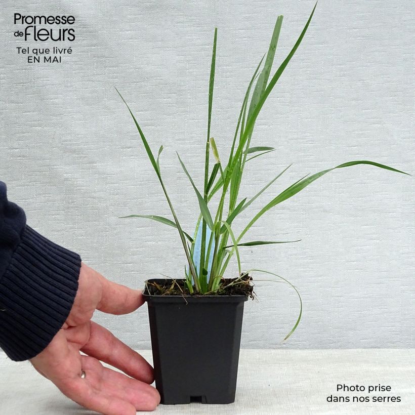 Amostra de Pennisetum macrourum Vaso de 8/9 cm tal como entregue na primavera