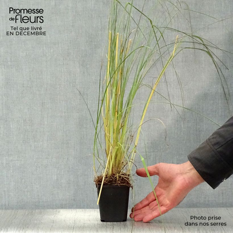 Amostra de Pennisetum massaicum Red Bunny Tail Vaso de 8/9 cm tal como entregue no inverno