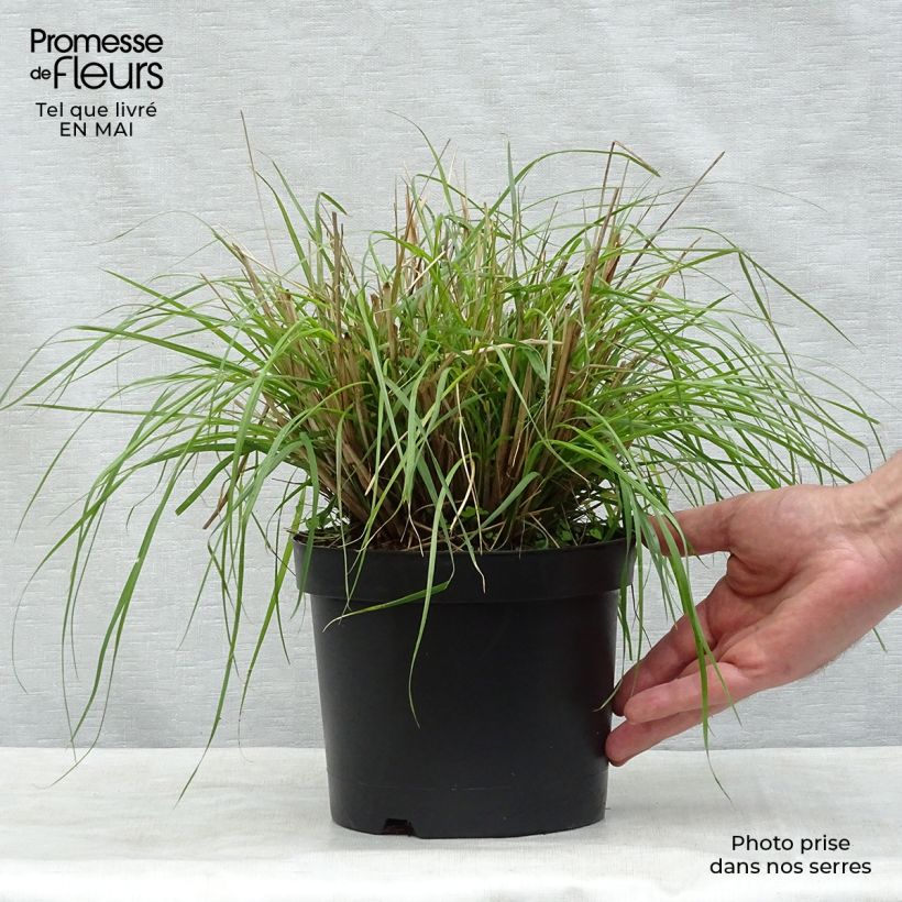 Amostra de Pennisetum massaicum Red Bunny Tail Vaso de 2 L/3 L tal como entregue na primavera