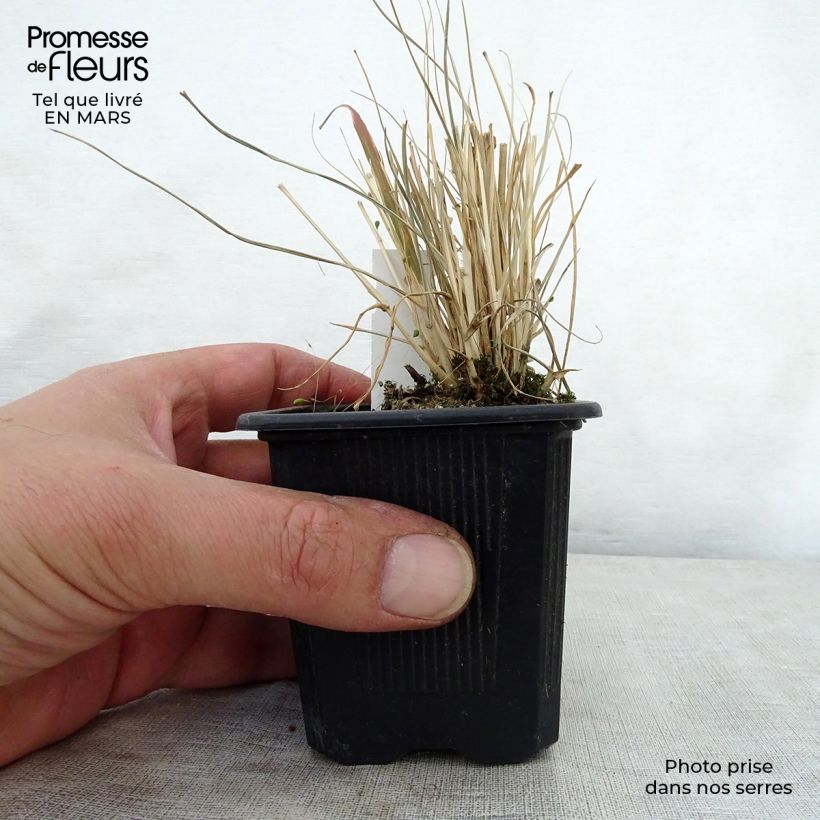 Amostra de Pennisetum massaicum Red Button Vaso de 8/9 cm tal como entregue na primavera