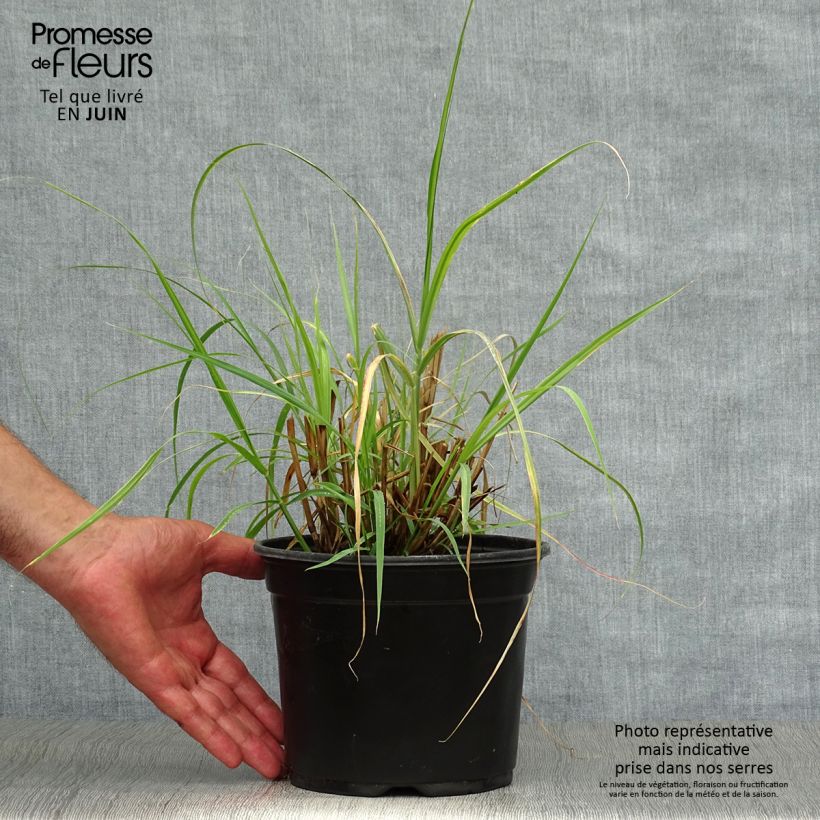 Amostra de Pennisetum orientale Vaso de 2 L/3 L tal como entregue no verão