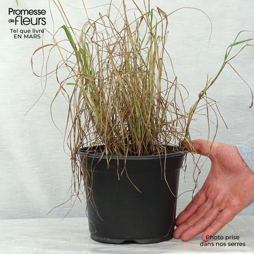 Amostra de Pennisetum orientale Vaso de 2 L/3 L tal como entregue na primavera