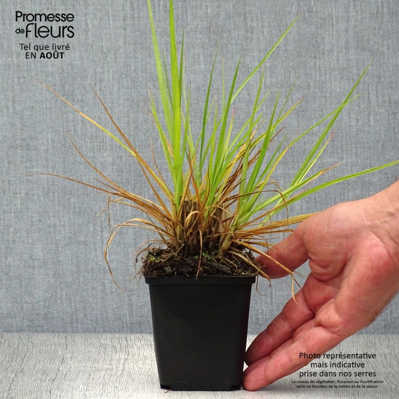 Amostra de Pennisetum orientale Fairy Tails Vaso de 8/9 cm tal como entregue no verão