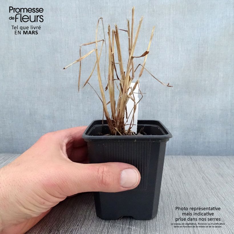 Amostra de Pennisetum orientale JS Dance With Me Vaso de 8/9 cm tal como entregue na primavera