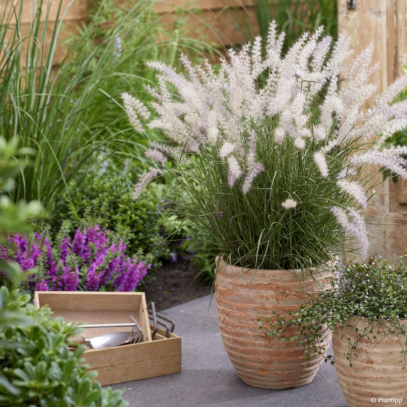 Pennisetum orientale JS Dance With Me (Hábito)
