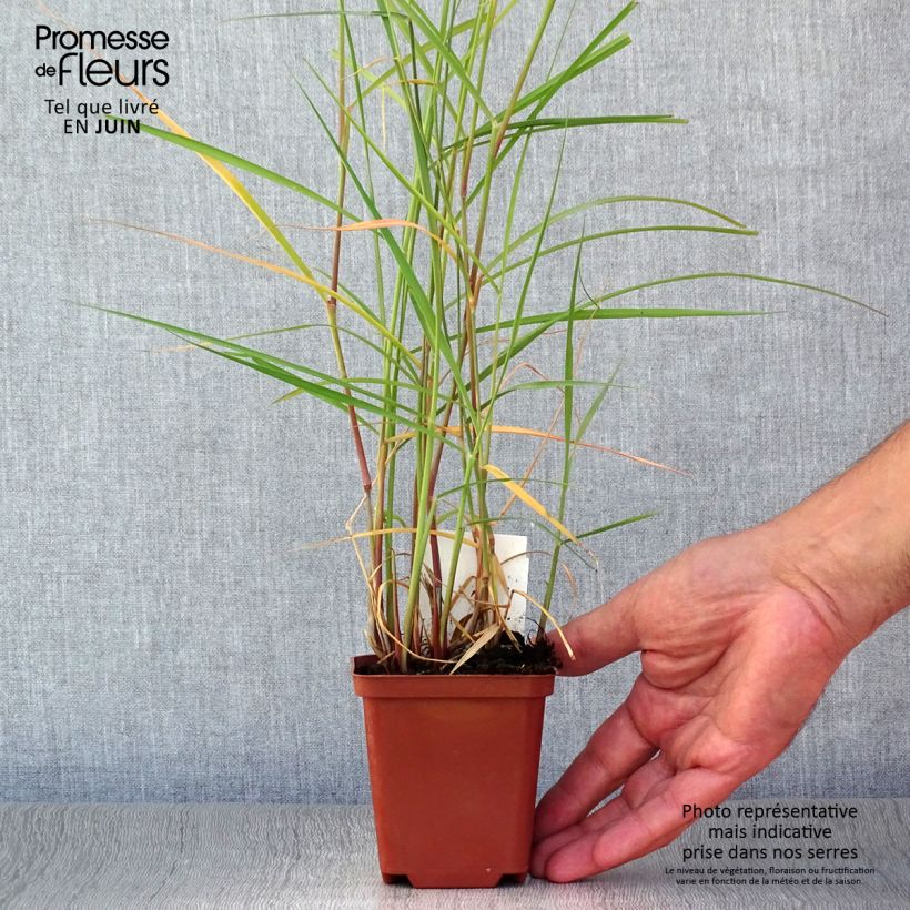 Amostra de Pennisetum orientale Karley Rose Vaso de 8/9 cm tal como entregue no verão