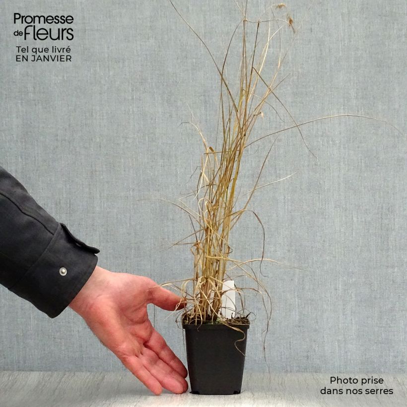 Amostra de Pennisetum orientale Karley Rose - Herbe aux écouvillons roses Vaso de 8/9 cm tal como entregue no inverno