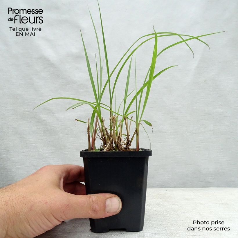 Amostra de Pennisetum orientale Karley Rose Vaso de 8/9 cm tal como entregue na primavera