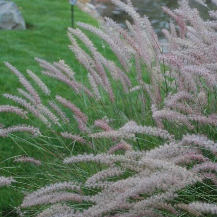 Pennisetum orientale Shogun (Floração)