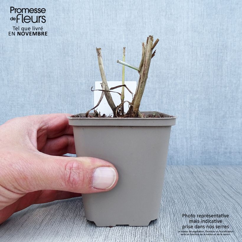 Amostra de Pennisetum orientale Tall Tails Vaso de 8/9 cm tal como entregue no outono