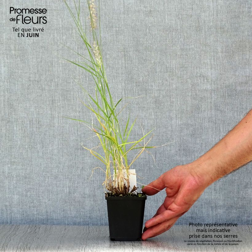 Amostra de Pennisetum orientale Tall Tails Vaso de 8/9 cm tal como entregue no verão