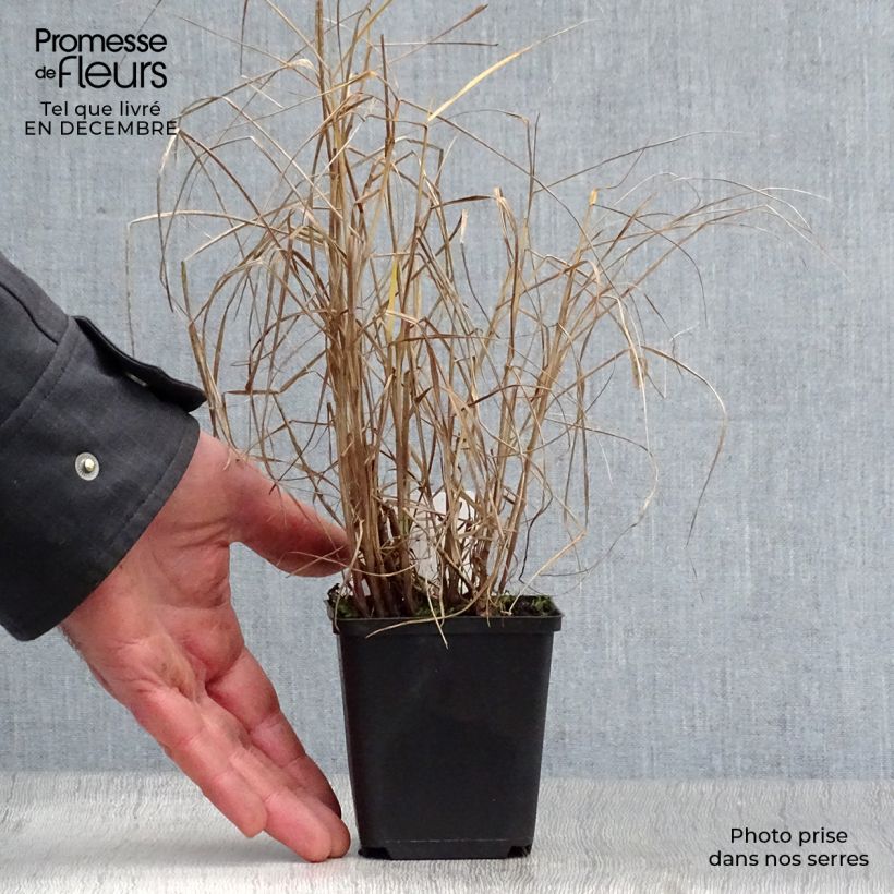 Amostra de Pennisetum orientale Tall Tails Vaso de 8/9 cm tal como entregue no inverno