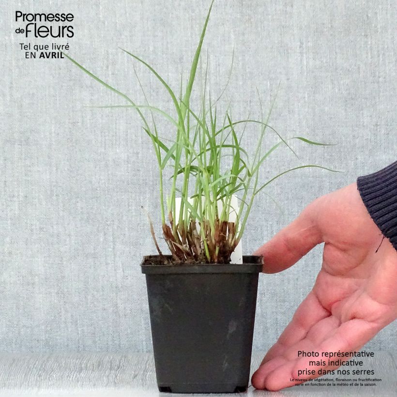 Amostra de Pennisetum orientale Tall Tails Vaso de 8/9 cm tal como entregue na primavera