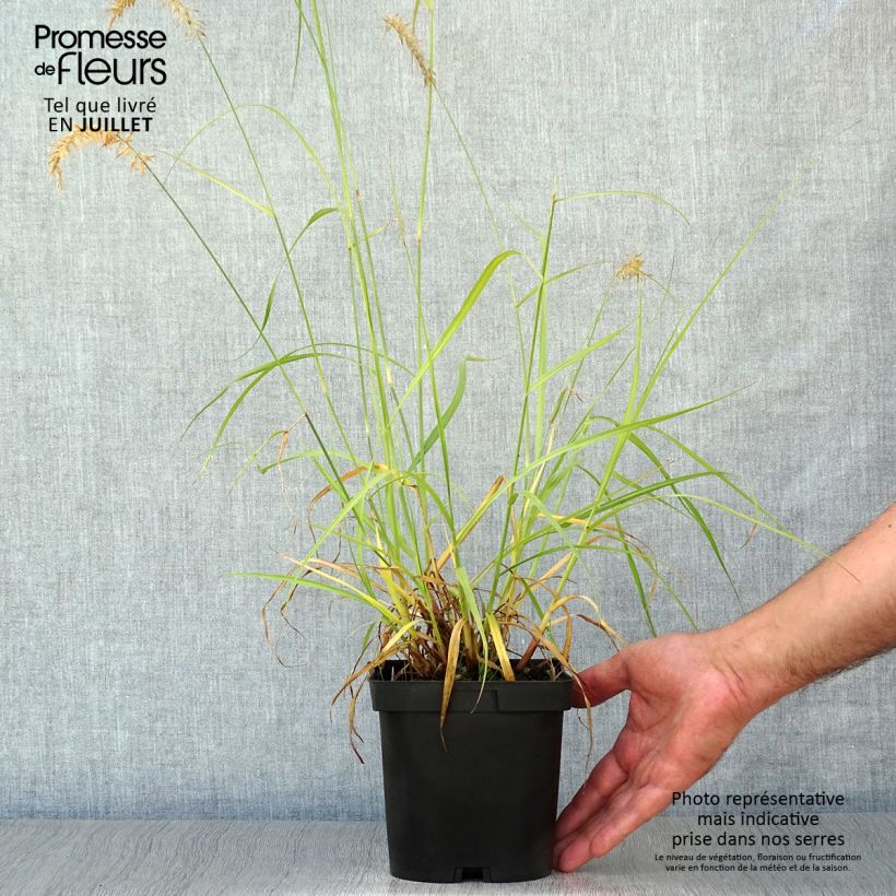 Amostra de Pennisetum orientale Tall Tails Vaso de 2 L/3 L tal como entregue no verão