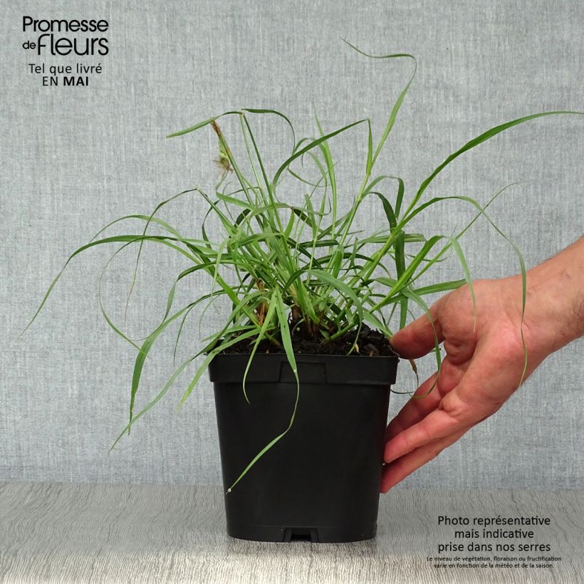 Amostra de Pennisetum orientale Tall Tails Vaso de 2 L/3 L tal como entregue na primavera