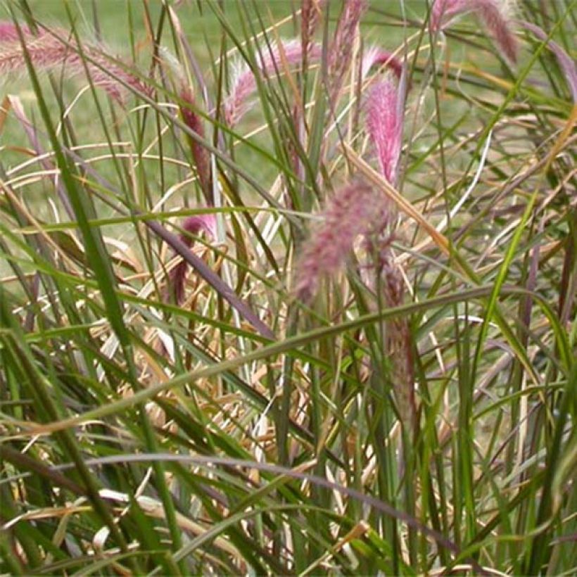 Pennisetum setaceum Ruppellianum (Folhagem)