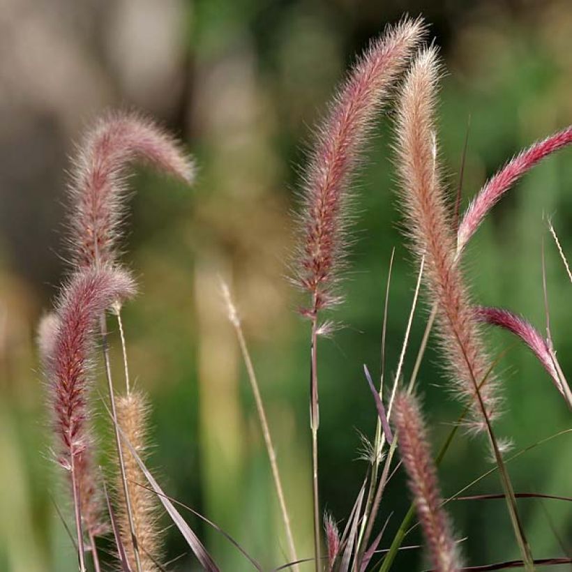 Pennisetum setaceum Ruppellianum (Floração)
