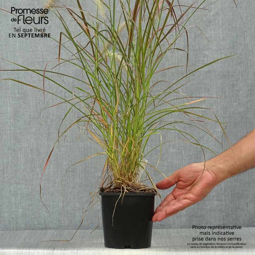 Amostra de Pennisetum setaceum Fireworks Vaso de 2 L/3 L tal como entregue no outono