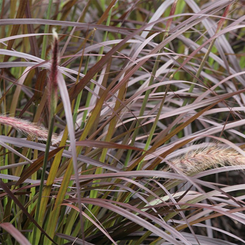 Pennisetum advena Rubrum (Folhagem)