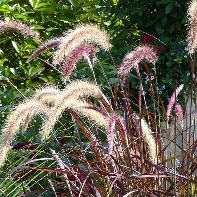 Pennisetum advena Rubrum (Floração)