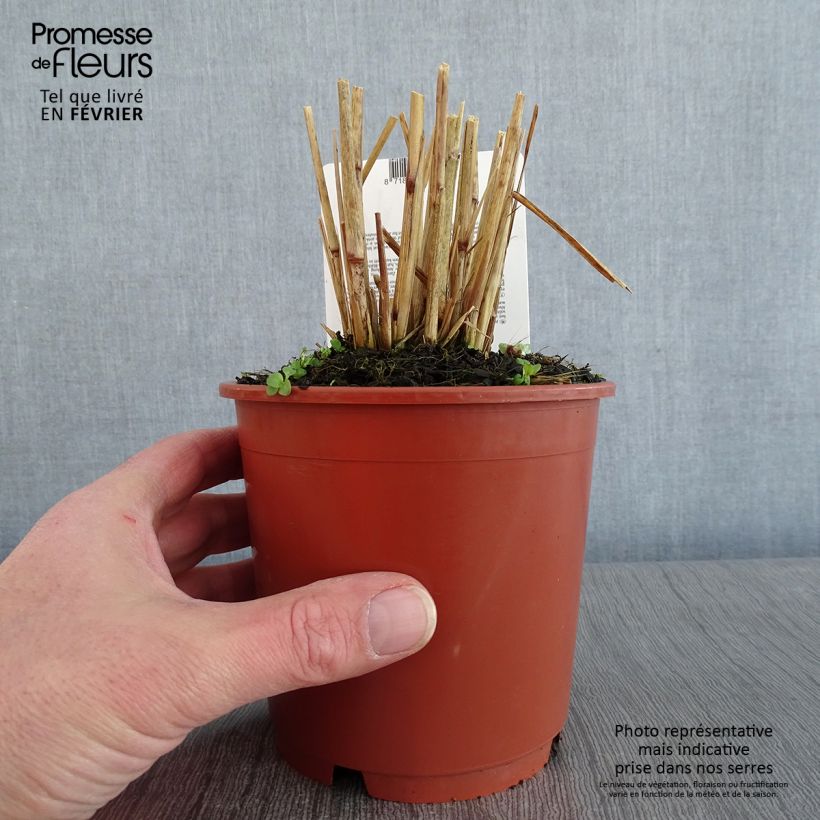 Amostra de Pennisetum setaceum Skyrocket - Herbe aux écouvillons Vaso de 1 L/1,5 L tal como entregue no inverno