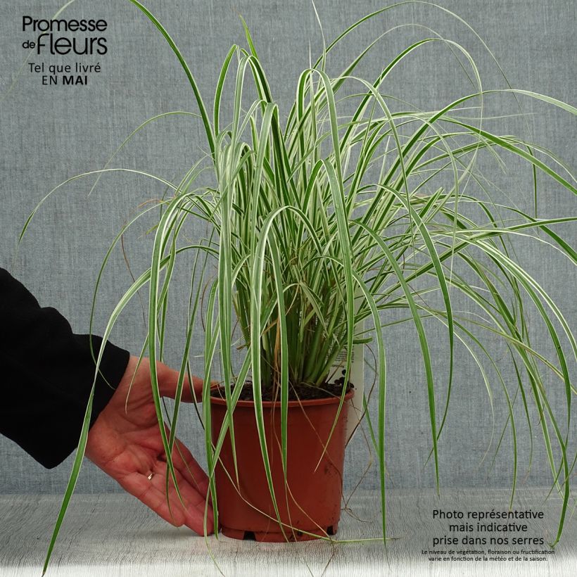 Amostra de Pennisetum advena Skyrocket Vaso de 1 L/1,5 L tal como entregue na primavera
