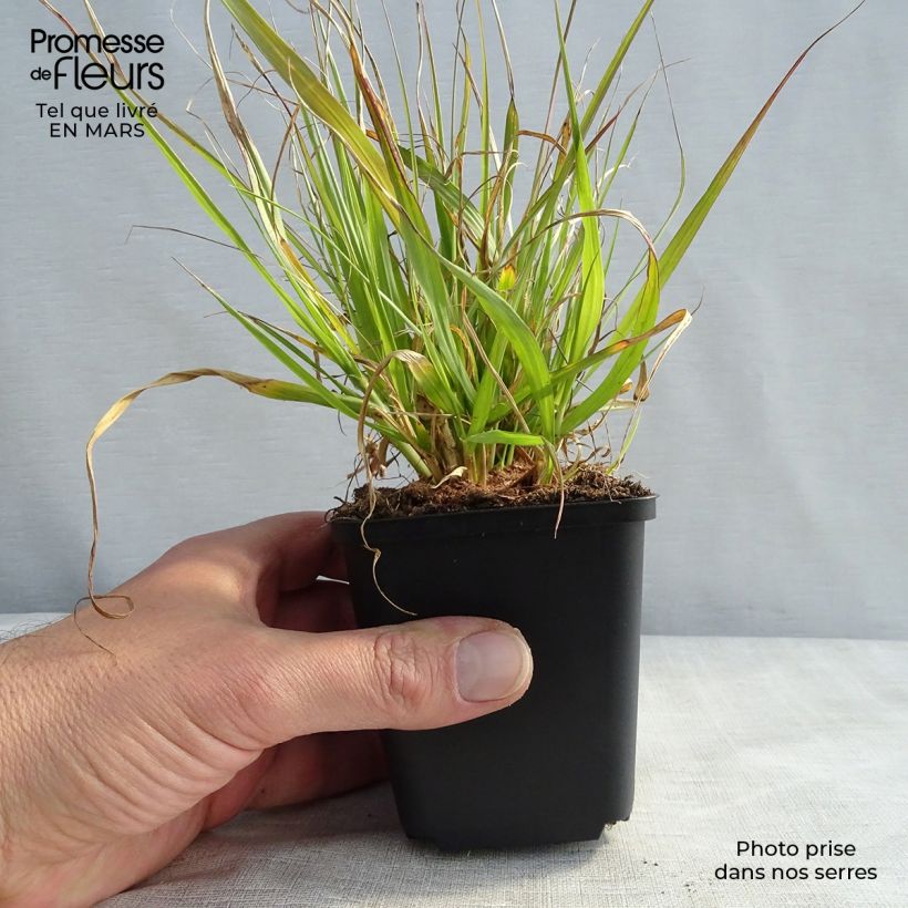 Amostra de Pennisetum thunbergii Vaso de 8/9 cm tal como entregue na primavera