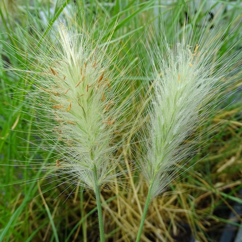 Pennisetum villosum (Floração)