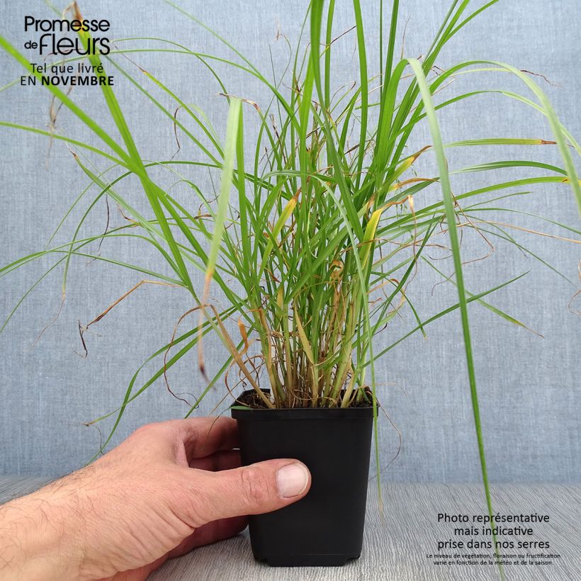 Amostra de Pennisetum villosum Vaso de 8/9 cm tal como entregue no outono