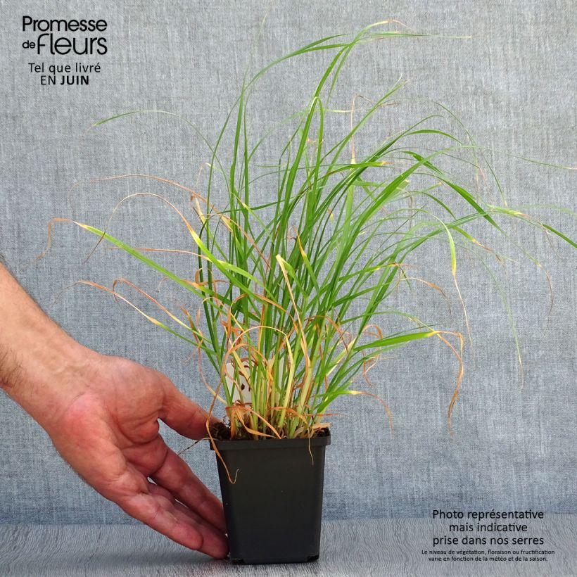 Amostra de Pennisetum villosum Vaso de 8/9 cm tal como entregue no verão
