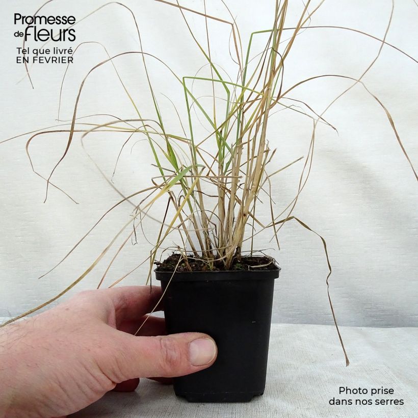 Amostra de Pennisetum villosum - Herbe aux écouvillons Vaso de 8/9 cm tal como entregue no inverno